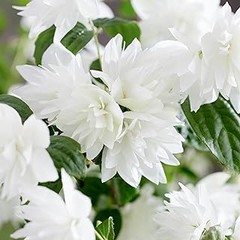 Guía para Elegir Plantas de Temporada para Tu Jardín