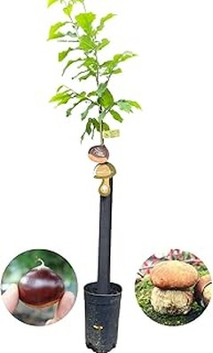 Fertilización efectiva de frutales de hueso en tu jardín