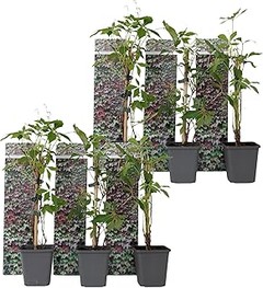 Guía para instalar enredaderas de crecimiento rápido en tu jardín