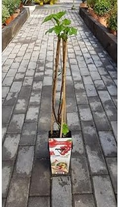 Guía práctica para plantar arbustos de frutos rojos