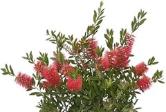 Guía para Plantar Arbustos en Áreas Costeras