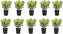 Guía para plantar arbustos en setos formales