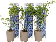Aprende a plantar aronia correctamente en tu jardín