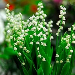 Guía para plantar bulbos de nardos de manera efectiva