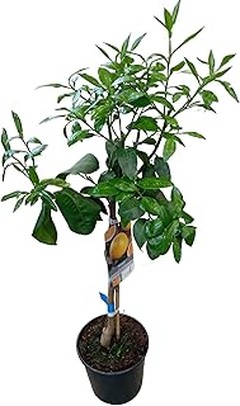 Guía para plantar frutales autofértiles en espacios reducidos