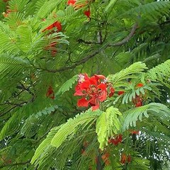 Guía para plantar un árbol de hoja perenne correctamente