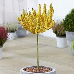 Guía práctica para plantar un árbol ornamental con flor
