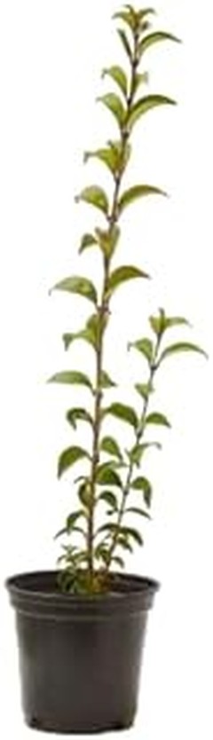 Guía para plantar y cuidar arbustos en borduras y macizos