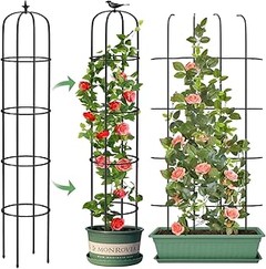 Guía para plantar y cuidar enredaderas en jardines pequeños