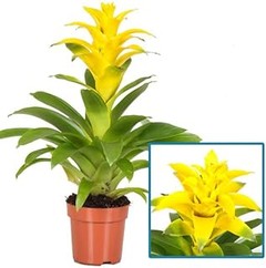 Guía para plantar y cuidar tus plantas de flor amarilla