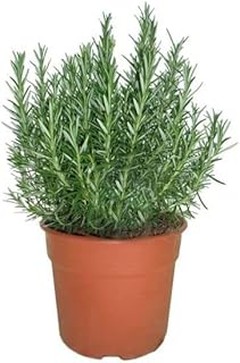 Guía para plantar y trasplantar plantas aromáticas ornamentales