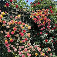 Guía para Propagar Flores Perennes desde Semillas
