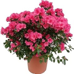 Guía para Propagar Plantas Anuales de Flor en Casa