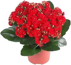 Aprende a Propagar Tus Plantas de Interior con Flor