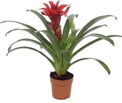 Guía para realizar esquejes de plantas de flor roja