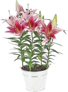 ¿Qué hacer si tus plantas de interior grandes se marchitan?