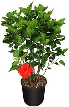 Integrando árboles de hoja perenne en el diseño de jardines