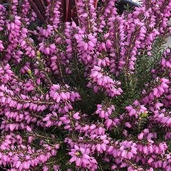 Mejores Arbustos para Borduras: Comparativa de Precios y Características