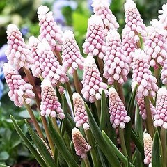 Mejores bulbos de flores de primavera: comparativa y recomendaciones