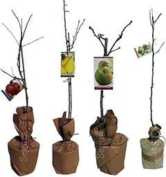 Los frutales de crecimiento rápido más populares: comparativa y análisis