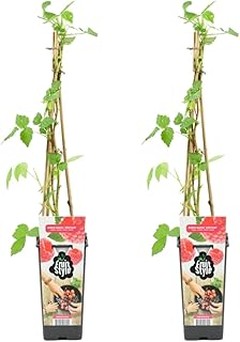 Mejores frutales resistentes al frío y su producción de fruta