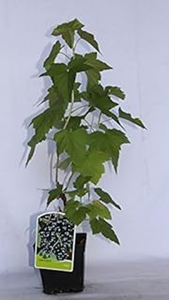 Las mejores herramientas para cultivar grosellas: comparativa