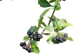 Mejores Fertilizantes para Arándanos: Comparativa y Análisis