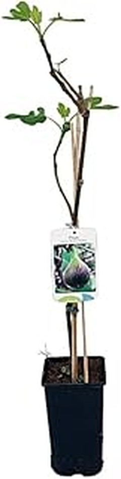 Comparativa de métodos de cultivo para frutales y berries