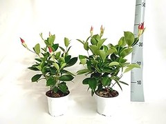 Comparativa de los Mejores Packs de Enredaderas Mixtas