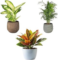 Comparativa de las Mejores Marcas de Packs de Plantas de Interior