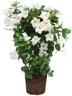 Comparativa de plantas de flor blanca: perennes y anuales para tu jardín