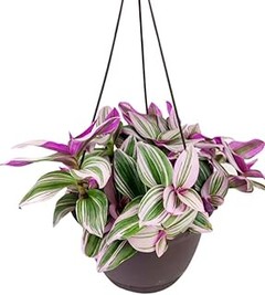 Mejores plantas de interior según la luz que tienen disponible