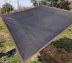 Las mejores plantas de sombra para patios y porches: comparativa