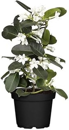 Orquídeas y Violetas: ¿Cuál es mejor para tu hogar?