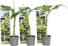 Plantas Perennes y Anuales Resistentes al Frío: ¿Cuál Elegir?