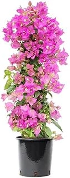 Plantas Tapizantes o Césped Tradicional: ¿Cuál Elegir para Tu Jardín?