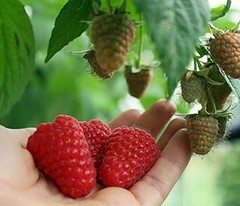 Zarzamoras vs Frambuesas: ¿Cuál Elegir para Cultivar en Casa?