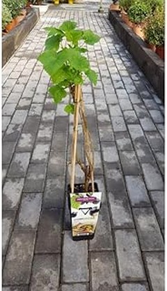 ¿Qué son los arbustos de grosellas y sus características?