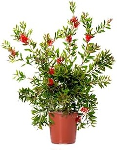 Cómo mantener árboles pequeños en jardines reducidos: consejos clave