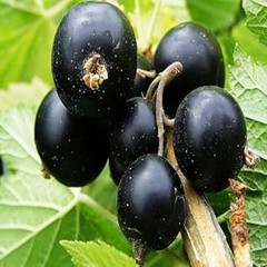 Cómo Cuidar tus Arbustos de Grosellas en Invierno