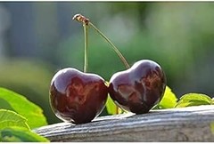 ¿Cuáles son los costos asociados al cultivo de frutales de hueso?