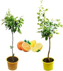 ¿Cuándo cosechar los frutales de tu pack? Guía para maximizar la producción