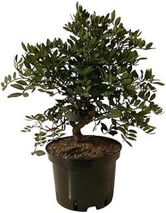 El mejor momento para plantar árboles de hoja perenne