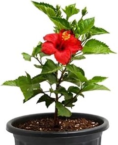 ¿Cuándo es la mejor época para plantar árboles ornamentales con flor?