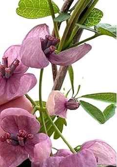 El mejor momento para plantar arbustos caducos de flor