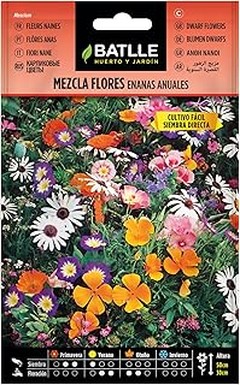 Cuándo plantar macizos de flores: temporadas y consejos clave