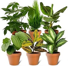 ¿Cuándo es el mejor momento para plantar plantas de sombra en el norte?