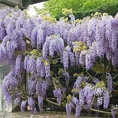 ¿Cuándo es el mejor momento para plantar plantas resistentes al sol fuerte?