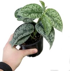 Mejor época para plantar plantas tapizantes en tu jardín