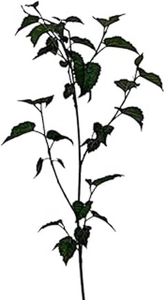 ¿Cuánto tiempo tardan en crecer los árboles de sombra?